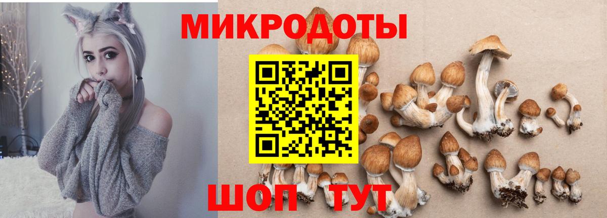 Углич  Псилоцибиновые грибы Cubensis  где продают   Вход с VPN 